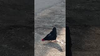 Köyden Şehre Göc Eden Tavuk Makarna Yiyiyor Köyde Kraldik Bee