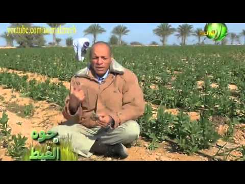 زراعة الفول البلدى ومكافحة التبقع البنى والصدا