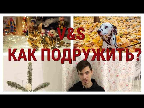 Как подружить собаку с кошкой (котенком)?