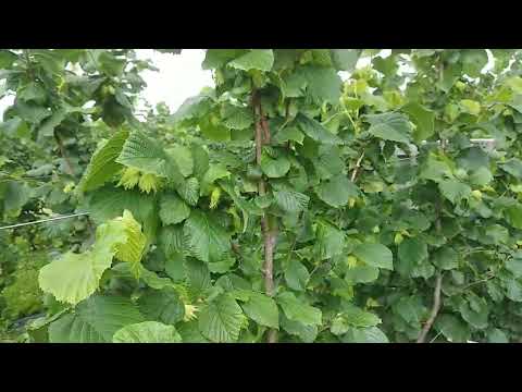 Фундук на шпалері