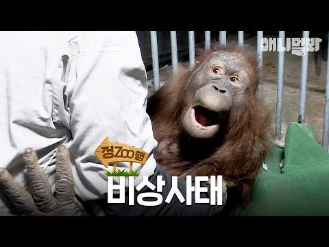 [정ZOO행] 의사 양반 날 어디로 데려가시나 | EP.38 #동물농장 #animalfarm