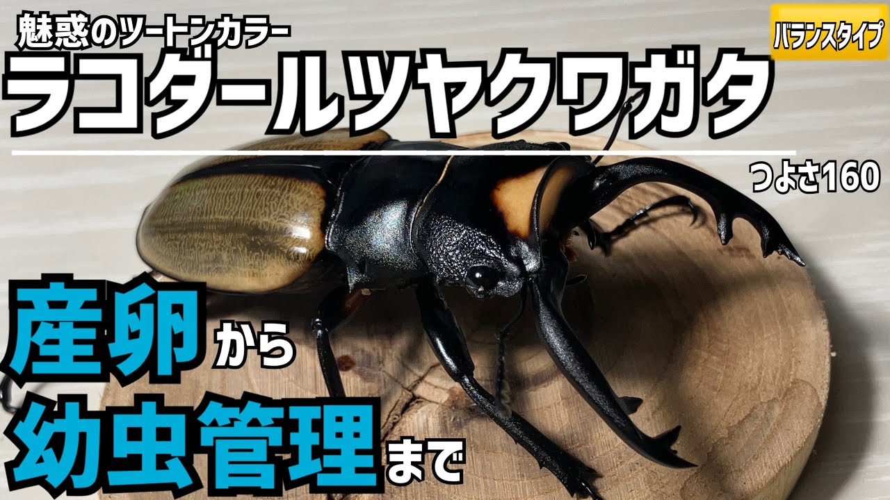 Lakodar stag beetle] A basic stag beetle egg-laying set! From