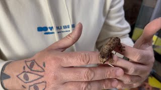 Geckos Crested, Chahoua , Gargoyle