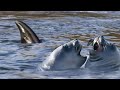 Orca's Extraordinary New Hunting Technique | A Perfect Planet | BBC Earth