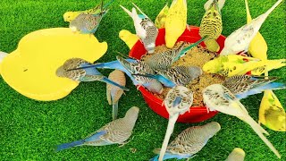 Super Hungry Australian Parrots Are Eating Mix Seeds Healthy Diet Treat | Parakeets Summer Season