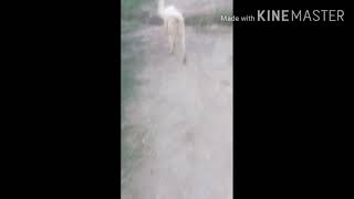 Very Nice Dogs Kon Se Nasla Ka Dog Ha Bati Camds Mai