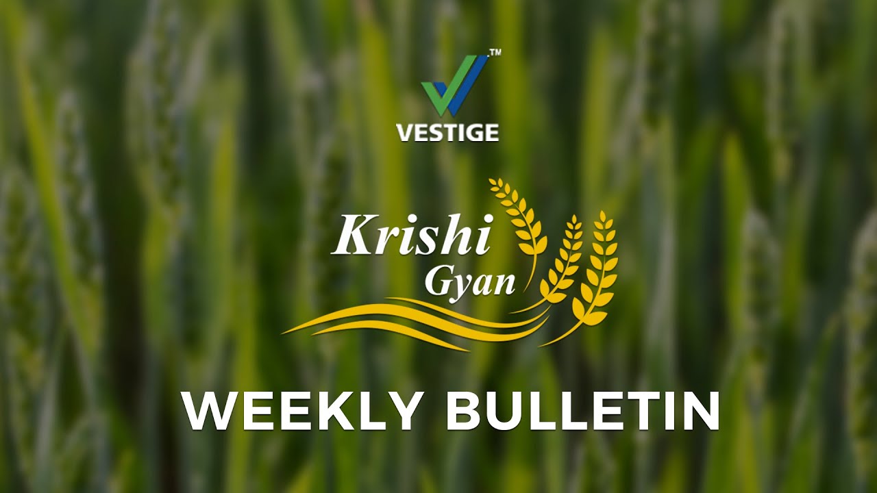 Vestige Krishi Gyan- Rice Crop Part 1 : Before Sowing Soil Application ...