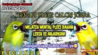 Simulasi Lomba Bikin PLECI BAHAN Ngalas!