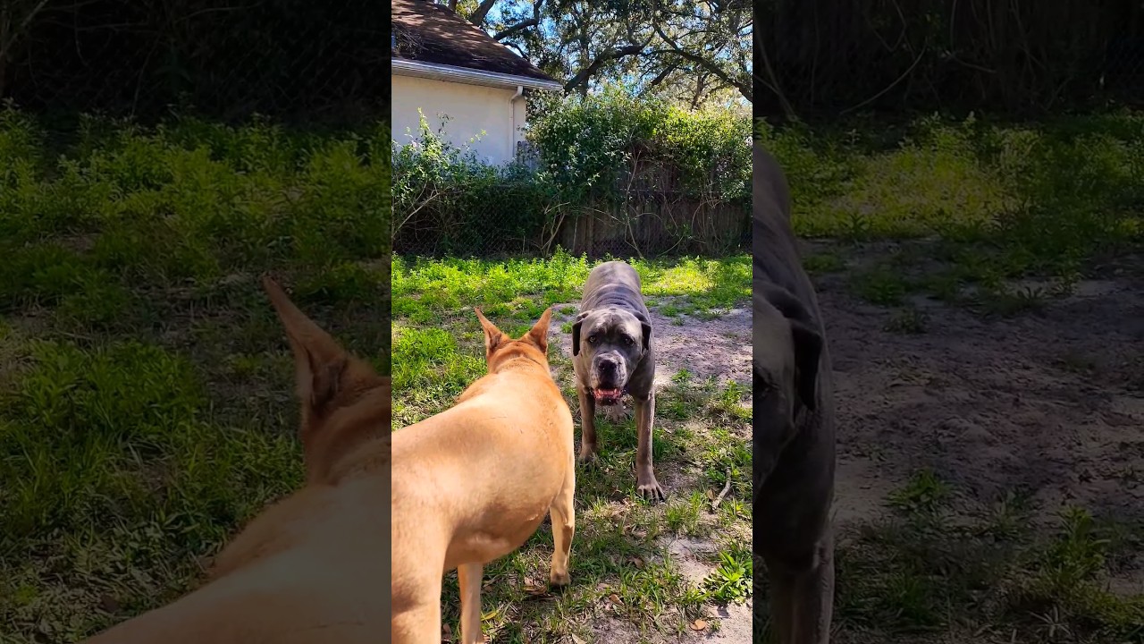 When my Cane Corso gets zoomies his older sister always tells him to
