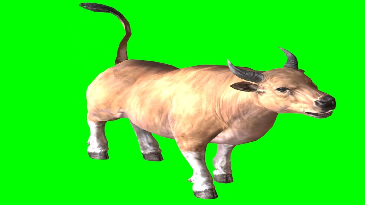 Green Screen OX all animations in all directions green screen