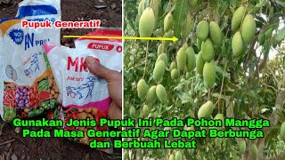 Gunakan Jenis Pupuk Ini Pada Saat Pohon Mangga Fase Generatif Agar Dapat Berbunga dan Berbuat Lebat