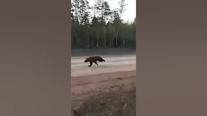 Grizzlies can RUN.. FAST 👀 #bear #survival #outdoors #wildlife #natureismetal #shtfsurvival #shtf