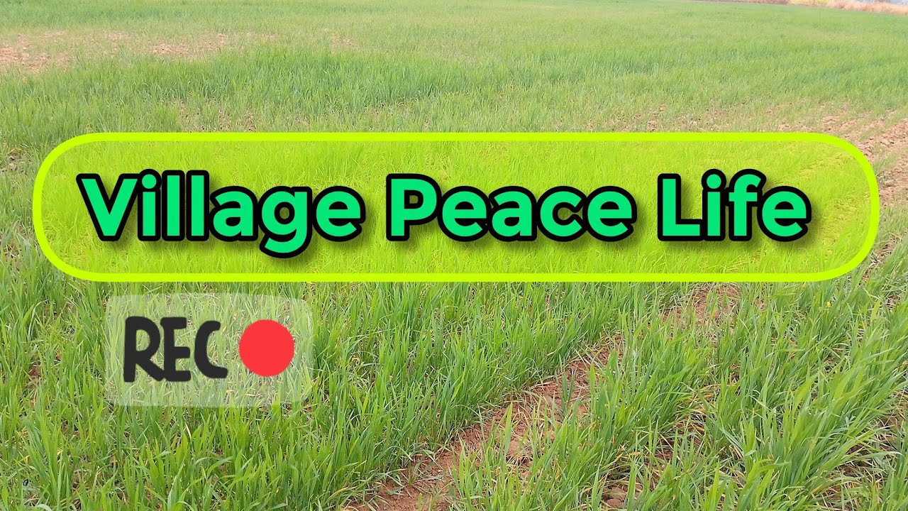 Peaceful Village Walk 🌾 | Rural Life ASMR | Calm Nature Sounds | No Talking