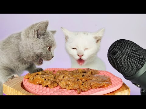 Cats Eating Delicious Cat Food ASMR MUKBANG
