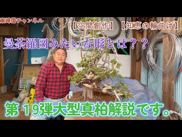 盆栽】第19弾 大型真柏解説 曼荼羅模様のような真柏【空間創作