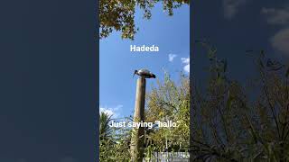 Hadeda funny hello bird
