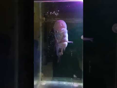 Ikan Lauhan Jantan