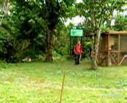 Projects Abroad Peru: Rainforest Conservation