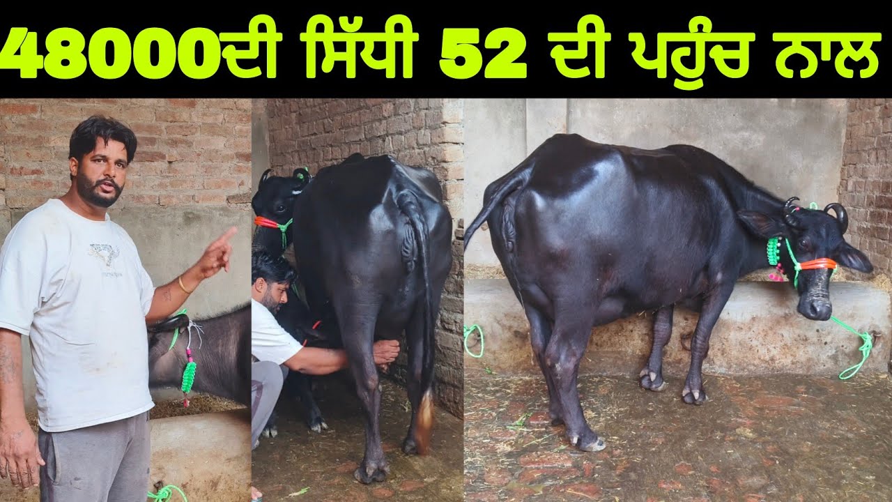 ਅੱਜ ਵੀ ਸਿੱਧੀਆਂ ਗੱਲਾਂ ਤੇ ਜਾਇਜ ਰੇਟ ਕਰਤੇ 9815965751