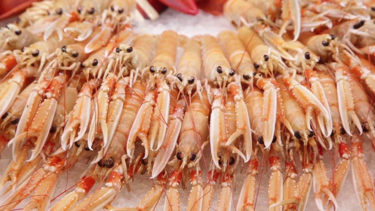 Het verhaal van Schmidt Zeevis YouTube