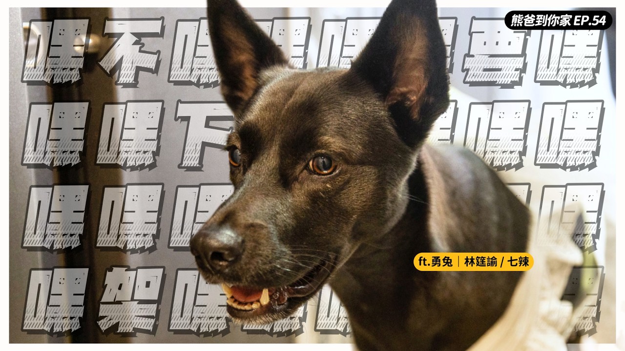 討厭熱情男?玩具挑剔犬?跟人親不親這點從小就能看!ft.勇兔林筳諭/米克斯七辣【熊爸到你家】|熊爸估狗 縮圖