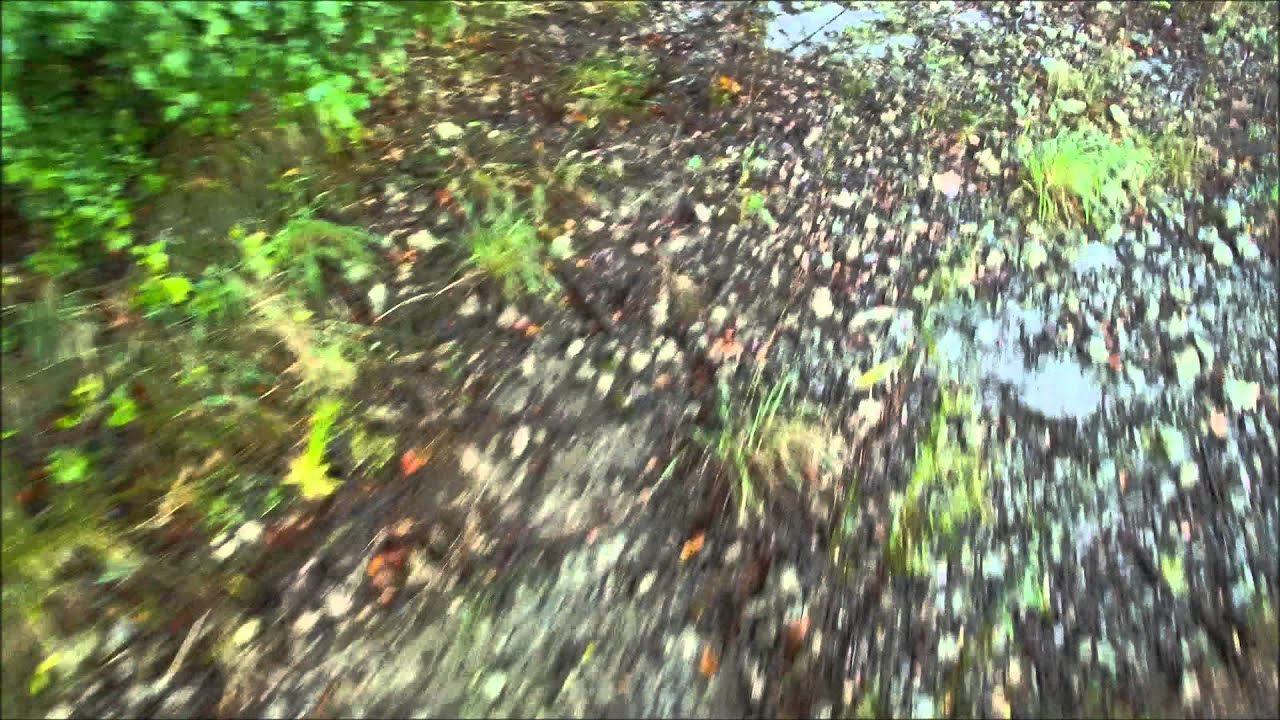 Blueberry Peak Seeds BC Harvest  day 12 oct 2013