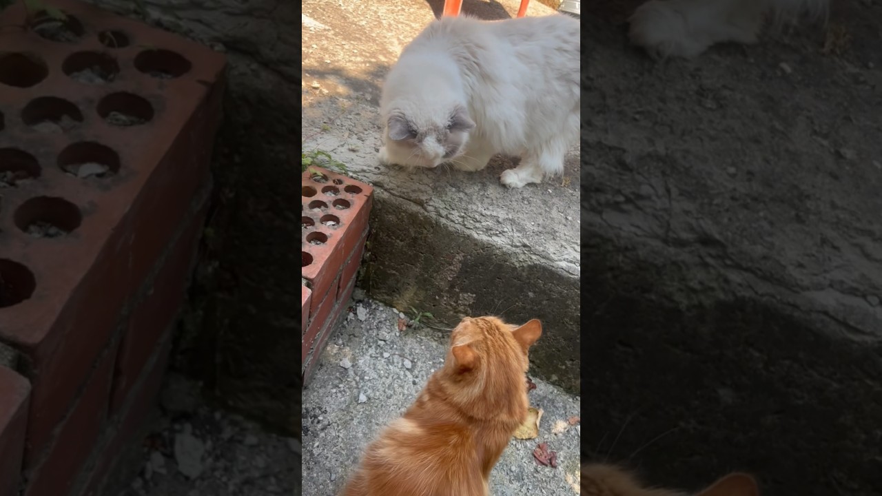 Кошачьи терки на деревне😜😹🤦‍♀️🐈