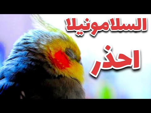 علاج السلامونيلا او الاسهال الاخضر عند عصافير الكوكتيل