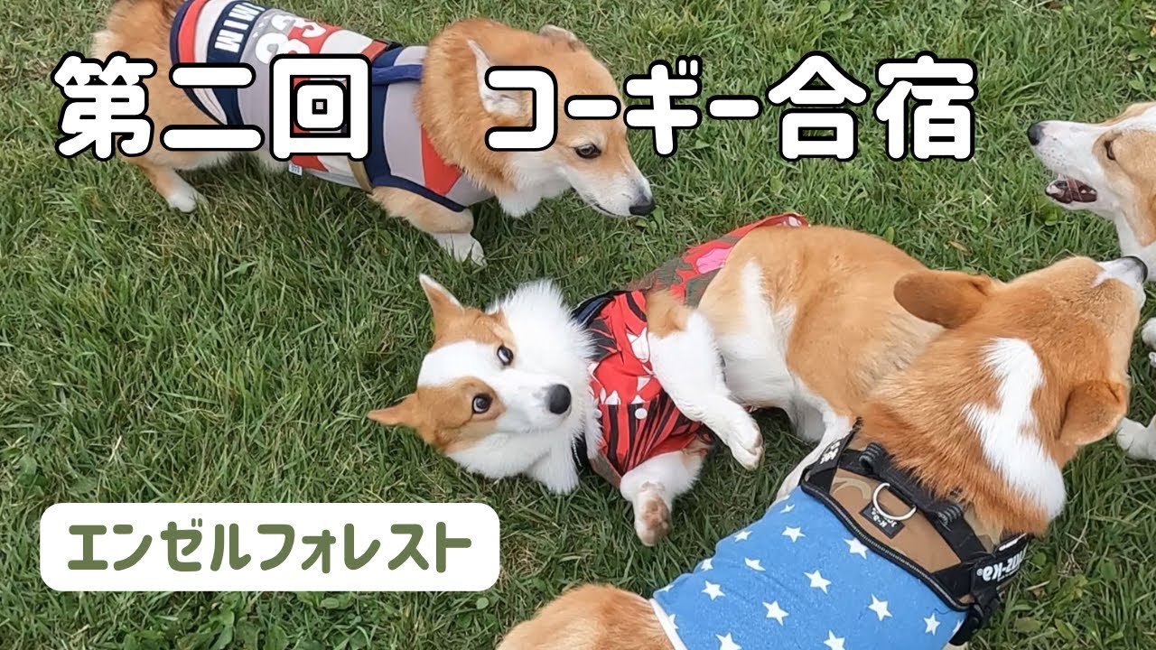 Over 100 Corgis in Total!!] Second Corgi Training Camp [Day 1