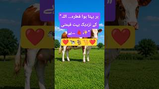 qurbani ka assal magsad ✨ Allaha ki Raza hai❤️#qurbani 💕#eiduladha💫 #Haroonmotivation✨