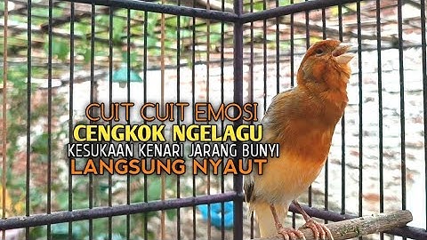 kenari gacor panjang Cuit Cuit EMOSI, Pancingan Kenari Paud Belajar Bunyi, terapi AMPUH Kenari MACET