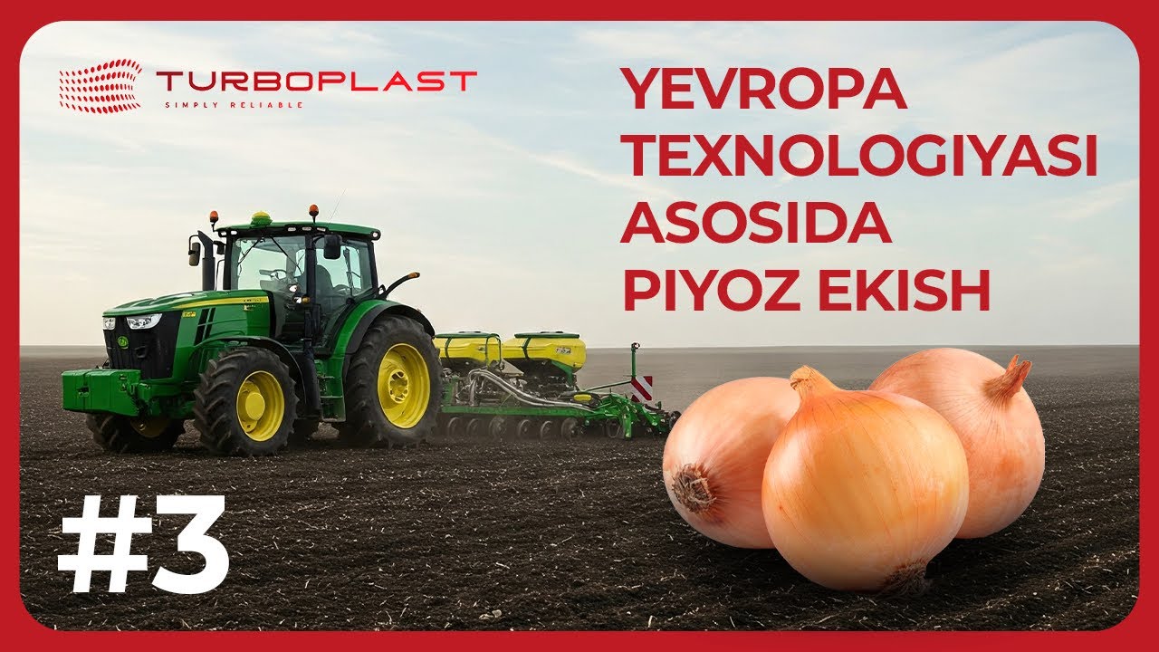 Piyoz ekish jarayoni | Yevropa texnologiylari asosida