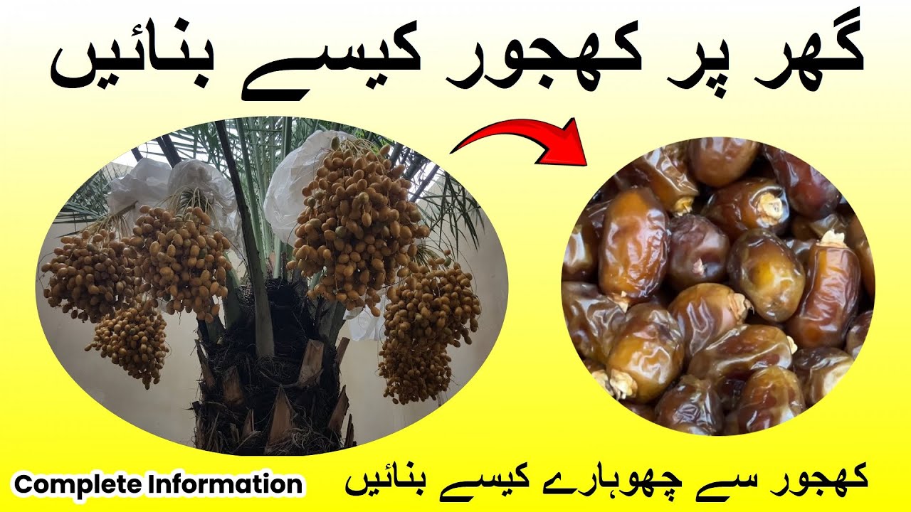 Complete process of dates and dry dates (showara) | how to make dry ...