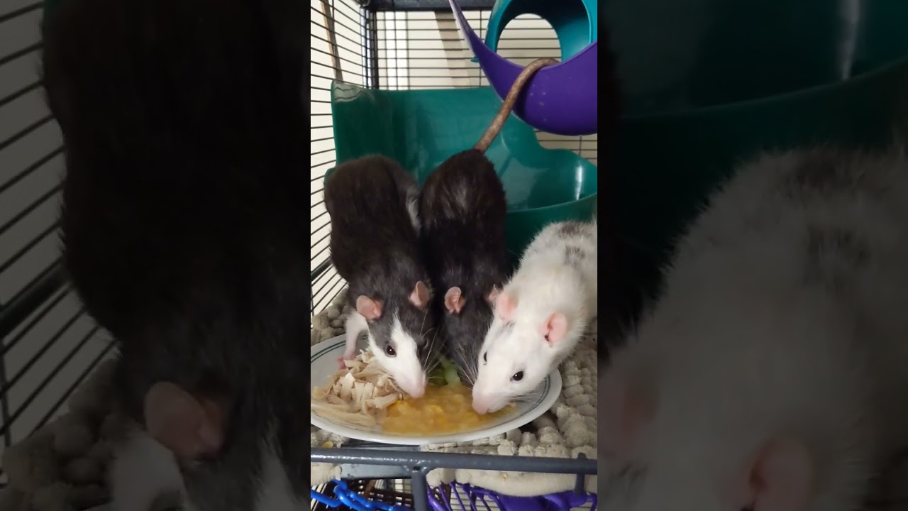 rats have a chicken dinner