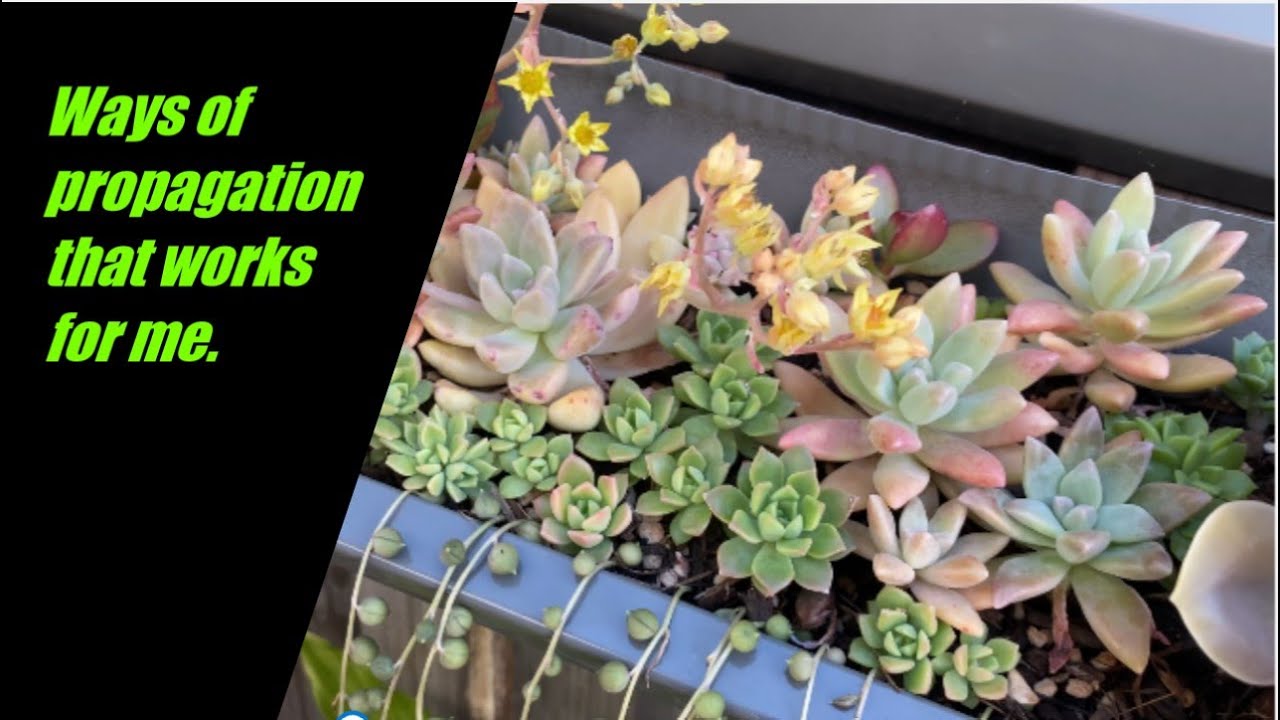 How to propagate succulents that works for me - YouTube