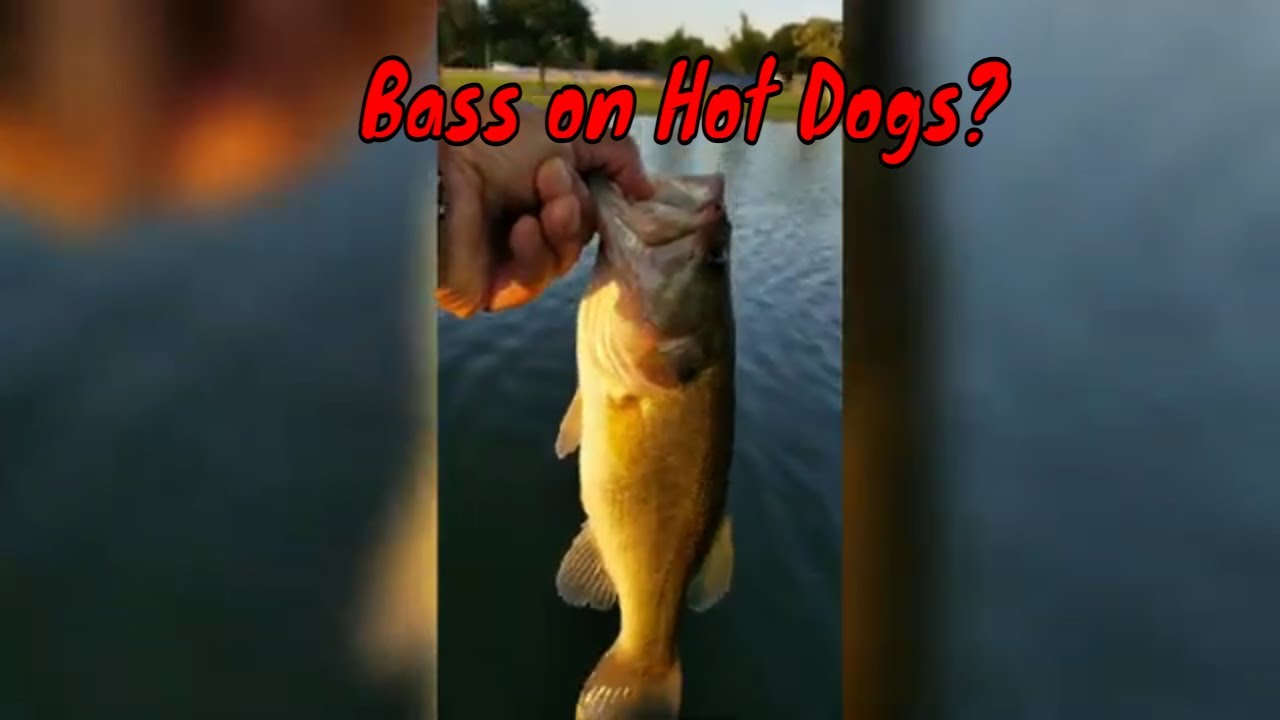 Pond Fishing with Hot Dogs... Gotta Bass! YouTube