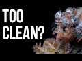 Is Your Reef Tank Too Clean?