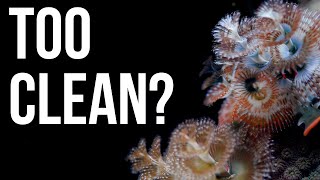Is Your Reef Tank Too Clean?
