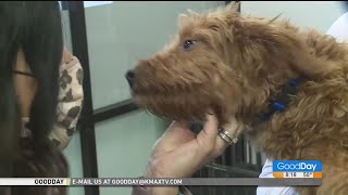 Dogtopia in Rocklin