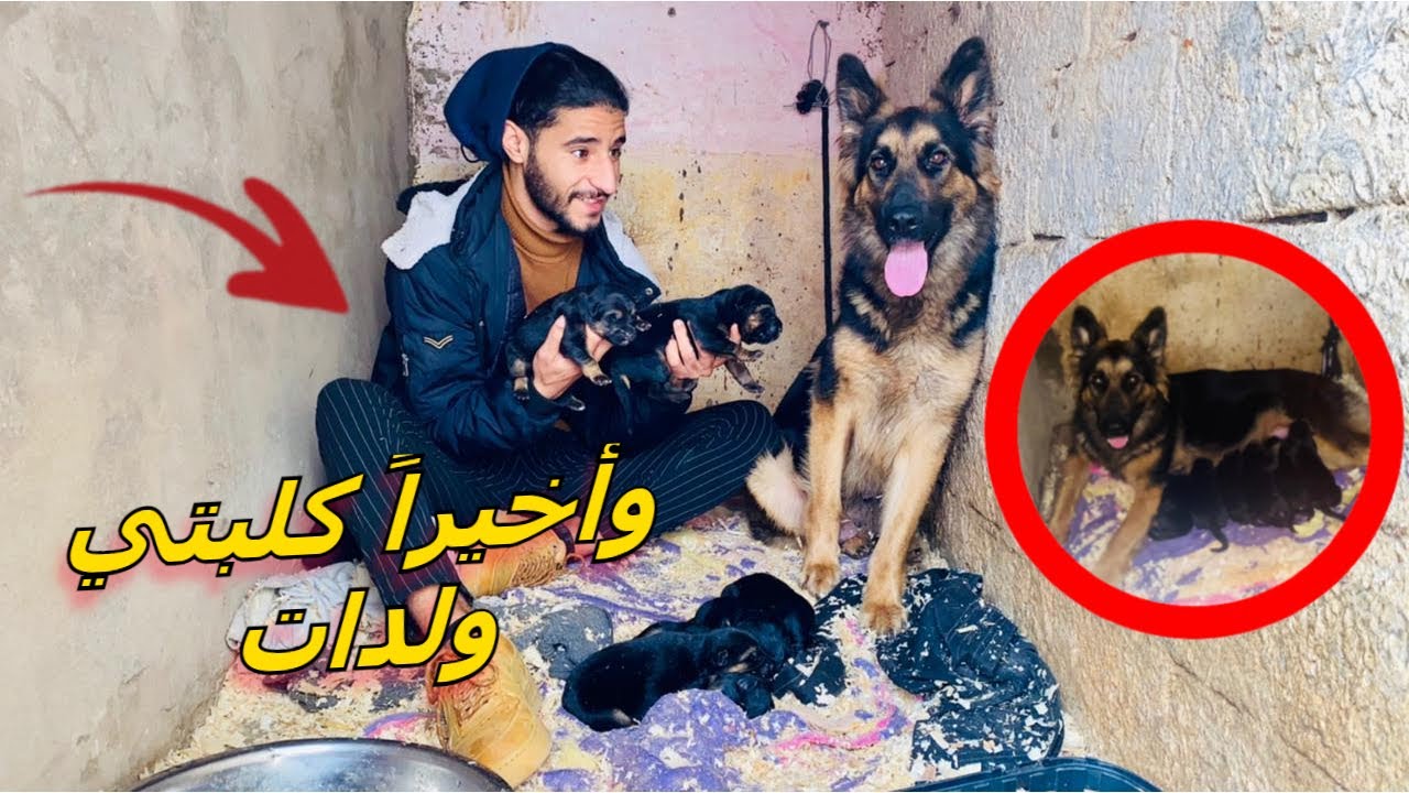 كلبتي ديانا ولادات 🤰🏻🐕