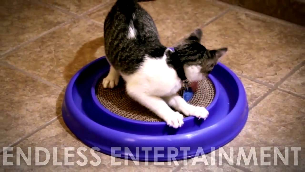 Turbo Scratcher Cat Toy You