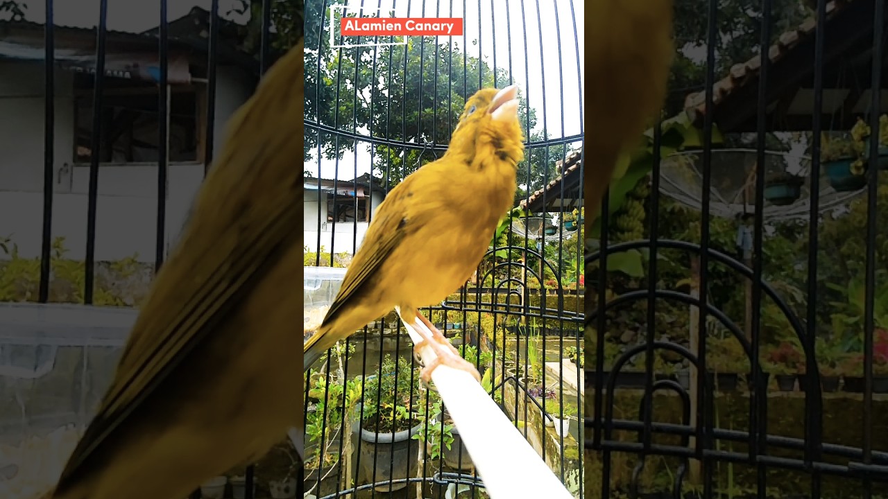 Natural Canary bird Sound c004 