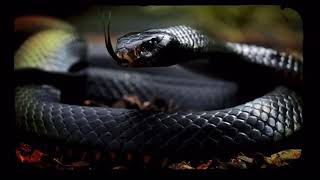 Black Mamba-самая опасная змея