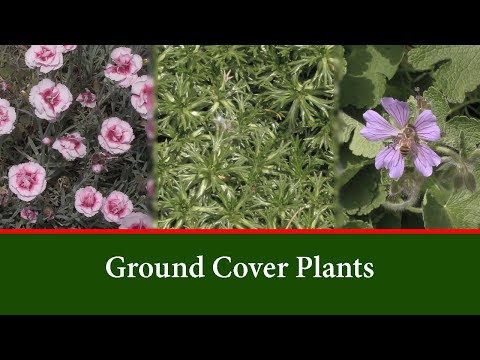 Video: Maklumat Tumbuhan Lithodora: Menggunakan Penutup Tanah Lithodora Di Taman