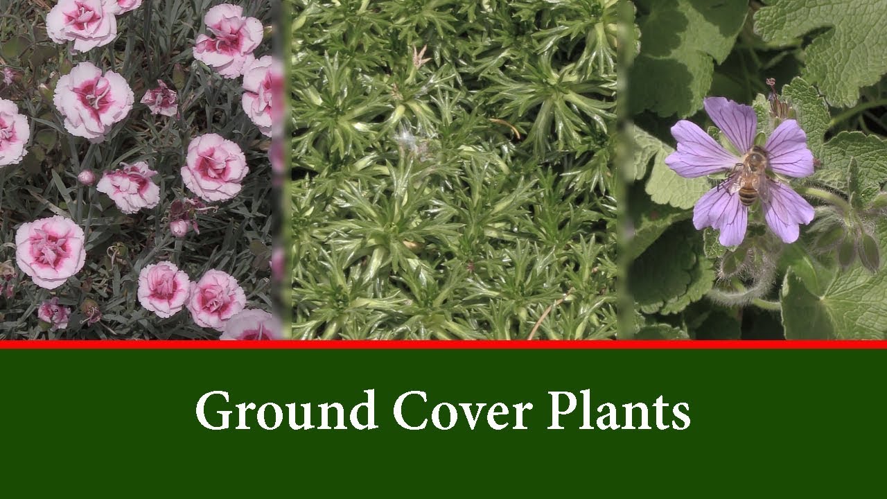 18 Great Ground Cover Plants Choose The Best For Your Garden