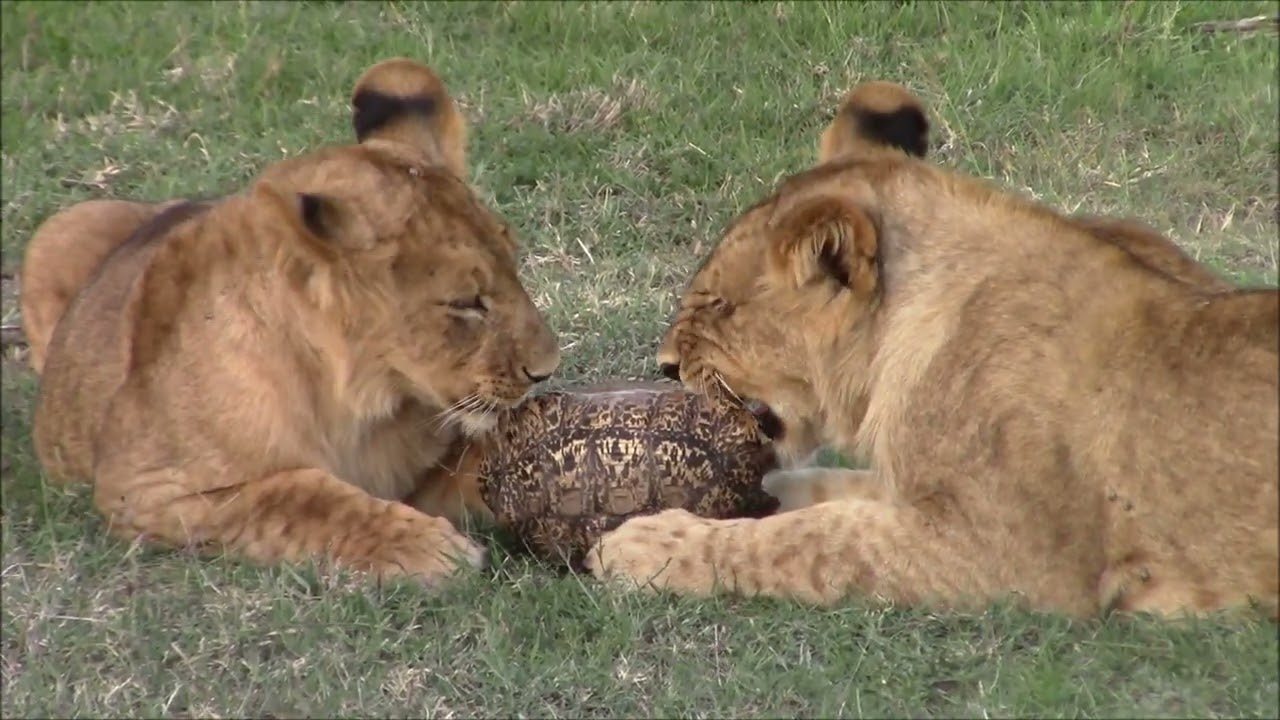Lion Cubs Playing with a Leopard Tortoise