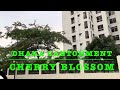 Cherry Blossom in Bangladesh !! Beautiful flower in the mint of May.