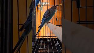 तोता मैना की कहानी #duet #song #budgies #parakeet #petlover #birds #birdspecies #birdlovers