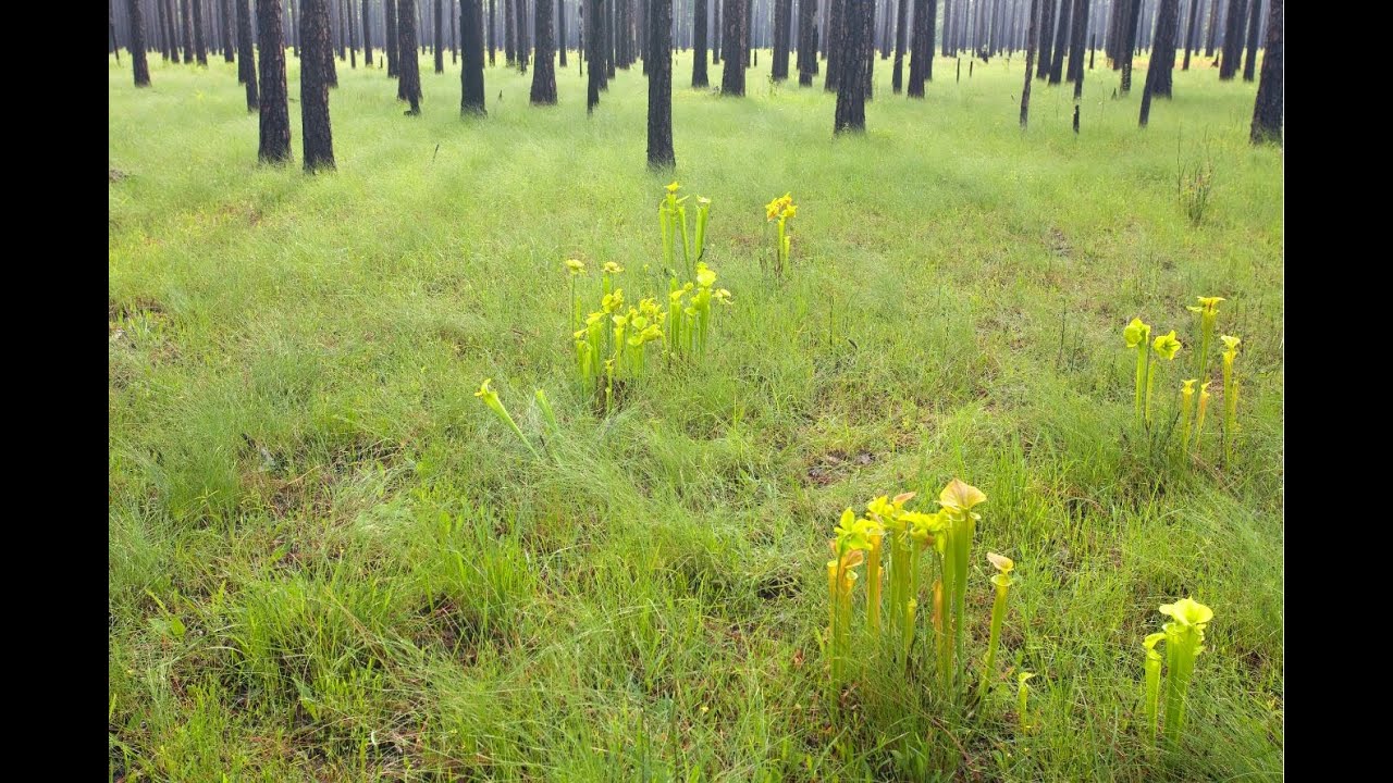 Longleaf & Fire