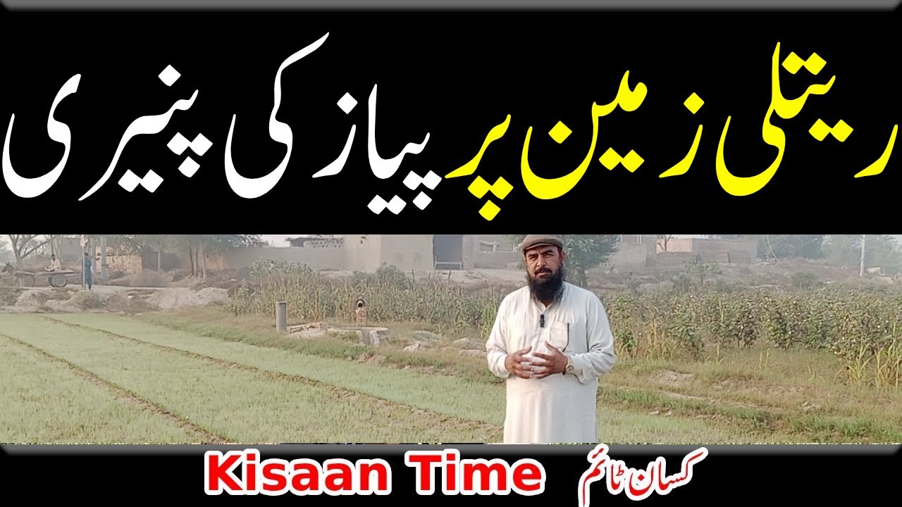 Onion paneer cultivation, onion paneer cultivation on sandy soil Kisan Time Kisan Time